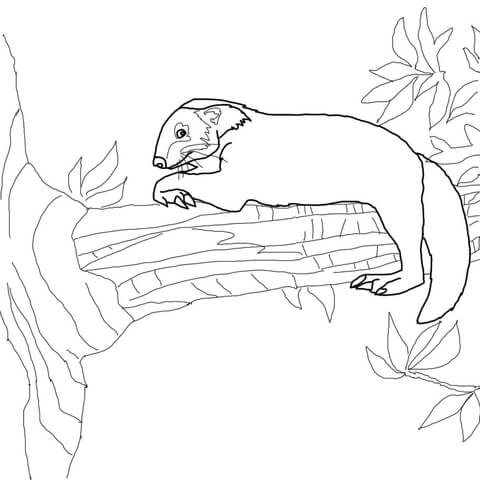 Binturong Sits On Tree Coloring Page